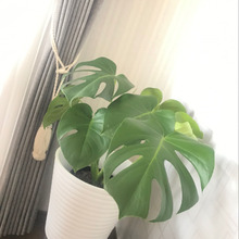 コストコのモンステラ鉢植えで♬初夏のリビングに