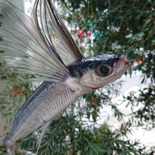 お魚図鑑 “とびうお” の巻 /// by 魚秀 Vol.3