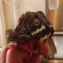 お魚図鑑 “ハッカク” の巻 /// by 魚秀 Vol.2