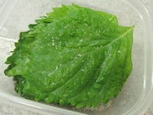 半年以上もちます☆ 大葉の塩漬け