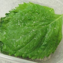 半年以上もちます☆ 大葉の塩漬け