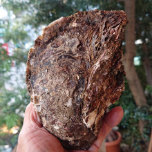 お魚図鑑 “岩かき” の巻 /// by 魚秀 Vol.7