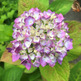 紫陽花
