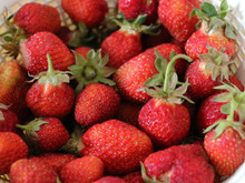 いろいろ使えるいちごピューレ作り