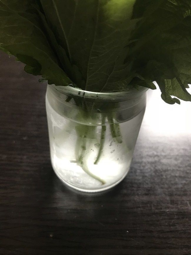 保存法③グラスに水を入れ、茎の部分だけを水にさして冷蔵保存
