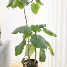 【インテリア】 簡単に取り入れやすいインテリアグリーン3つ