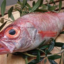 お魚図鑑 “のどぐろ” の巻 /// by 魚秀 Vol.9