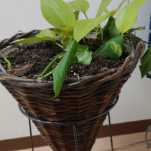 【試してみた】切って刺すだけ★清々しい癒しのインテリア