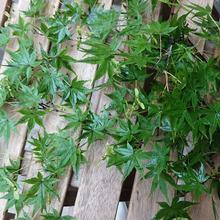 青もみじのお話 ・・・・・