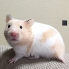 りんりんまる