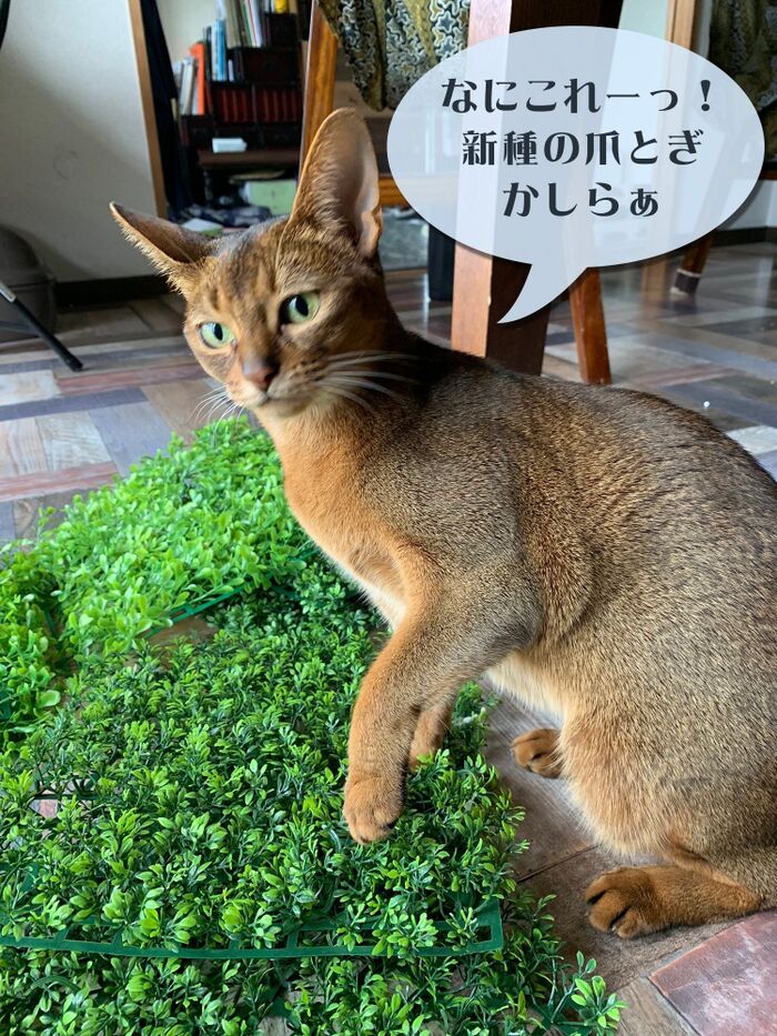 【料理撮影コーデ】セリア❤フェイクグリーンDE料理写真の背景壁を作ろうの巻