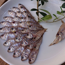 お魚図鑑 “テンジクダイ” の巻 /// by 魚秀 Vol.10