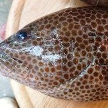 お魚図鑑 “宝石ハタ” の巻 /// by 魚秀 Vol.11