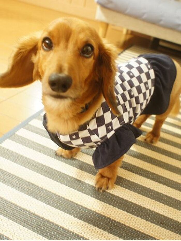 ダイソーの犬服★何故か女の子用が似合ってるような?