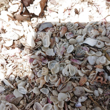 Beachcombing ・・・・・・涙が止まらないの話