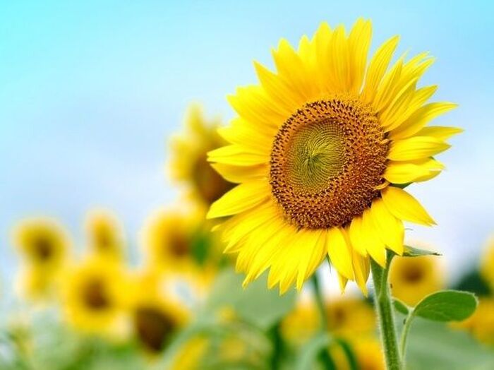 A(絞り優先)モードで、周りをぼかして被写体をクローズアップ!