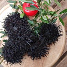 お魚図鑑 “むらさき雲丹” の巻 /// by 魚秀 Vol.12