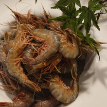 お魚図鑑 “川津海老” の巻 /// by 魚秀 Vol.13