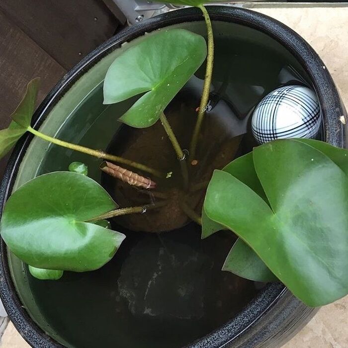 睡蓮の苗も