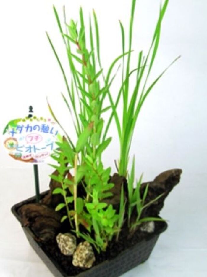 水生植物