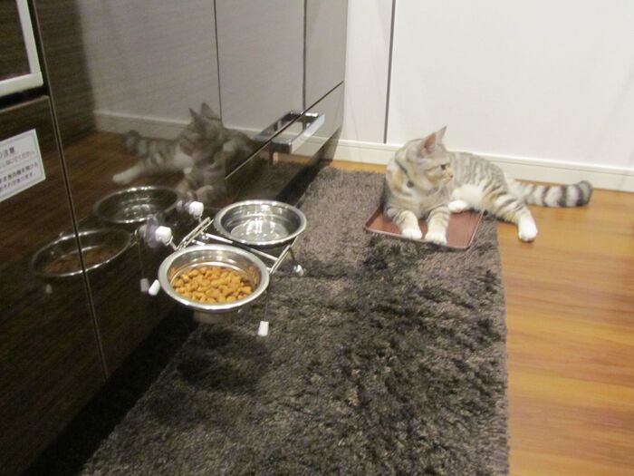 猫ちゃんシリーズ!  フードの台の場所☆