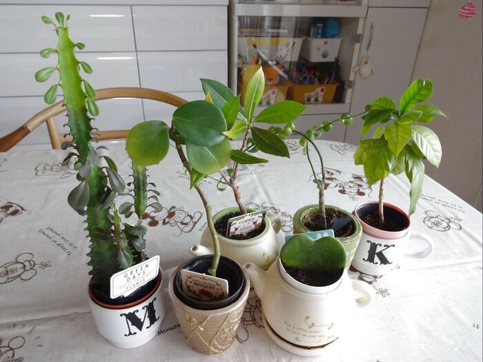 ダイソーで購入した観葉植物たち🌲