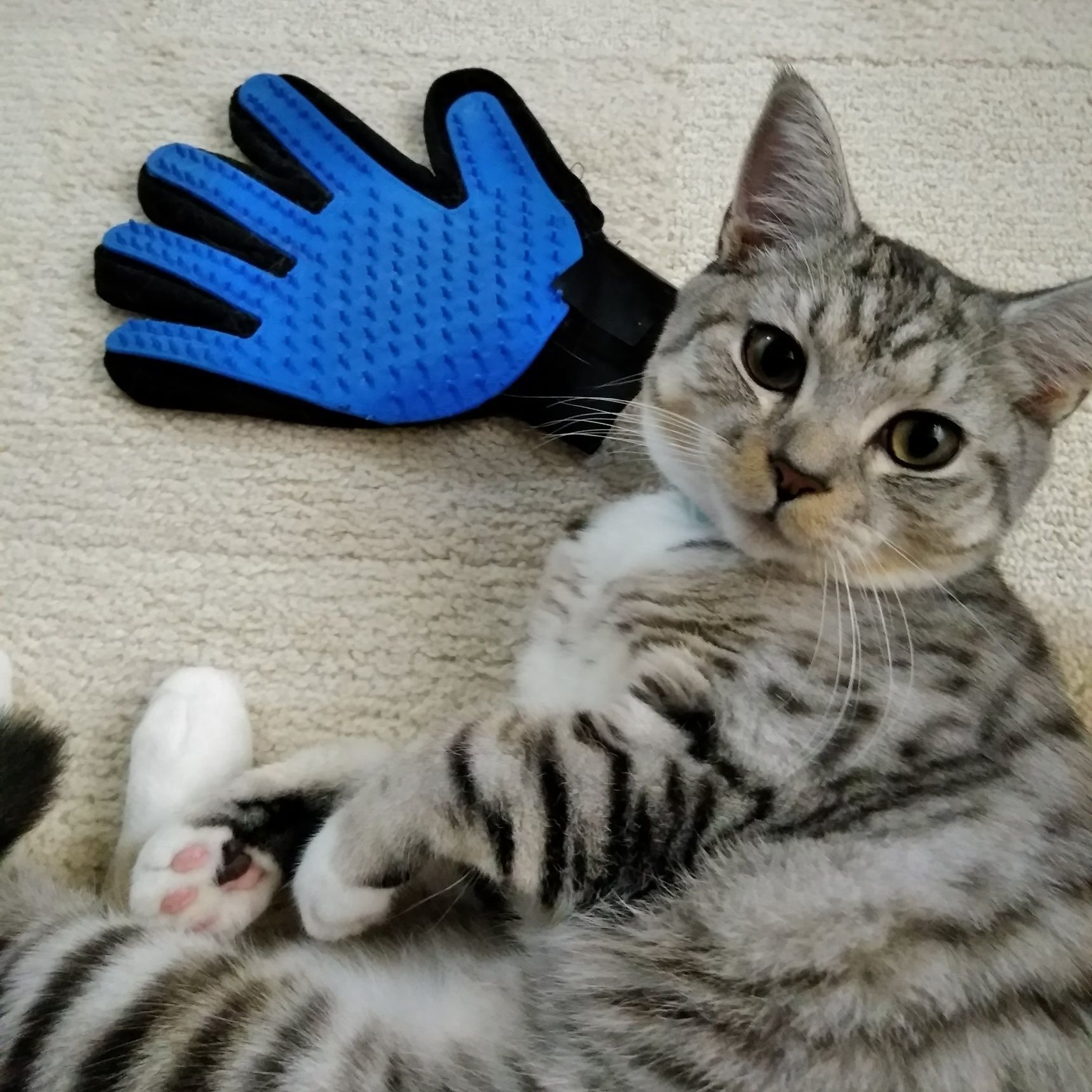 猫ちゃんシリーズ！ブラッシング手袋☆