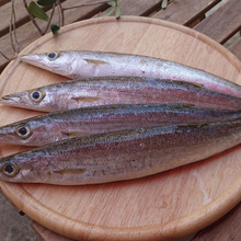 お魚図鑑 “かます” の巻 /// by 魚秀 Vol.14