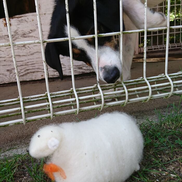 犬とひつじ