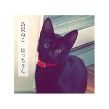 ねこねこ防災 一次避難セットをつくる