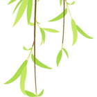 やなぎ☆彡