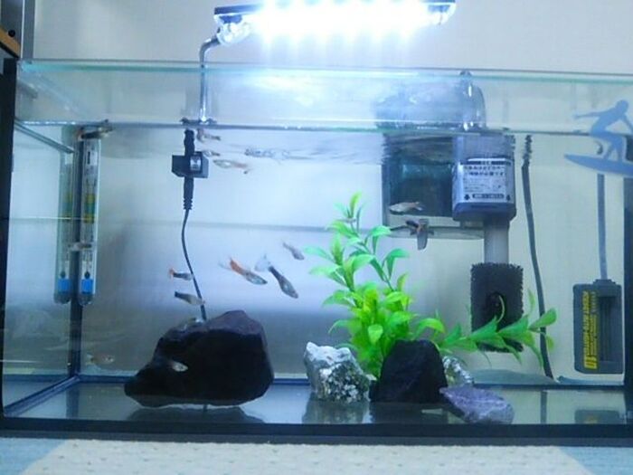 元の水槽はこちら。
