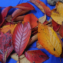 秋たけなわ・・・・冬の足音 その2 桜の葉