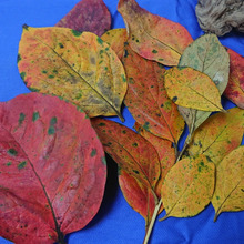 秋たけなわ・・・・冬の足音 その1 柿の葉