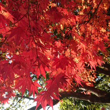🌿 🌿 🌿 🌿 🌿 紅葉するメカニズム 自然て・・・凄い!!🌿 🌿 🌿 🌿 🌿