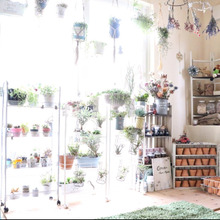 雪国タニラーの室内グリーンディスプレイ♡