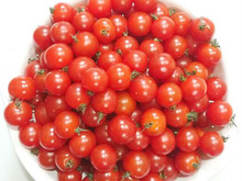 ミニトマトを長持ちさせる保存◆割れないシワシワにならないコツ