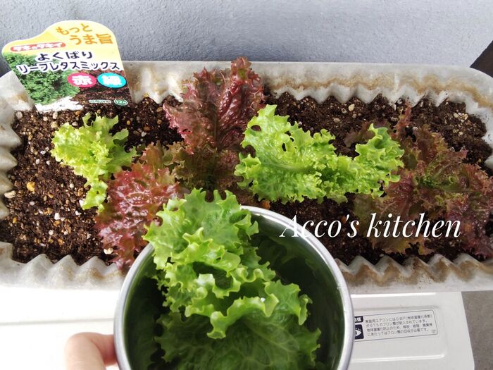 ④レタスをよく洗い、適当な大きさにちぎります