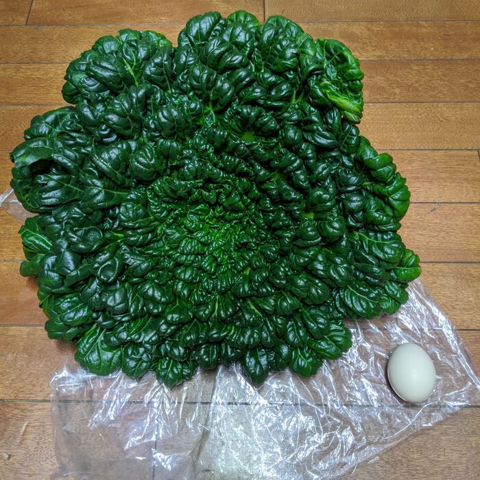 とっても大きなターサイ!