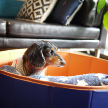 【老犬との暮らし】愛犬が認知症になったら、、、大切な家族と過ごす新しい暮らし方の工夫