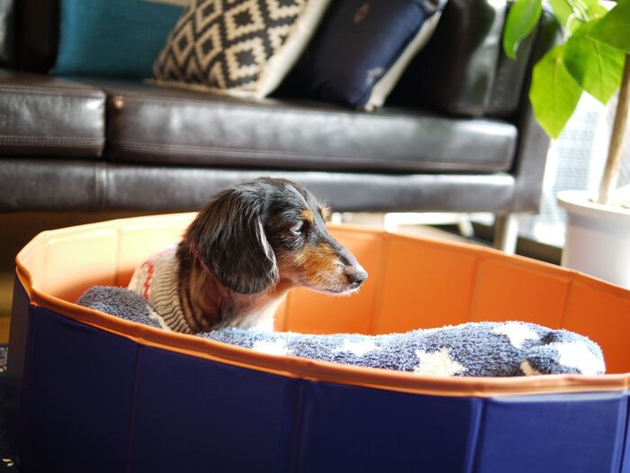 【老犬との暮らし】愛犬が認知症になったら、、、大切な家族と過ごす新しい暮らし方の工夫