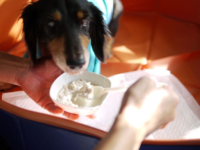 食べ物の嗜好の変化