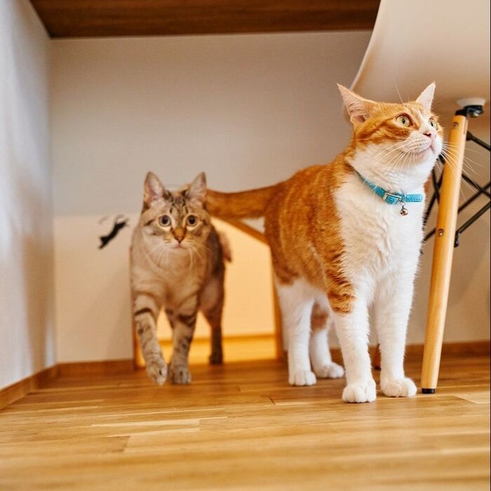 自由気ままな通り道