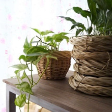 簡単100均DIY!積んで・重ねて・ラタンバスケット風グリーンポットカバー🍃