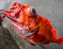 赤魚とは?煮付けの作り方やアレンジレシピも紹介