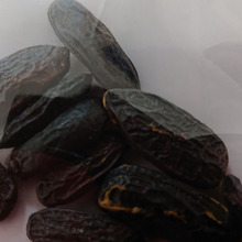 「サラッピア」甘い香りの豆は、幸運をもたらす❤❤❤❤❤❤❤❤❤❤❤