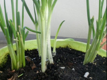 根付きねぎは土に植えていつでも収穫♪