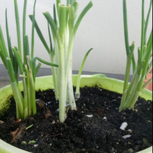 根付きねぎは土に植えていつでも収穫♪