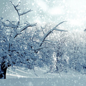 降り注ぐ雪を幻想的に撮るには?雪の日の撮影テクニック②