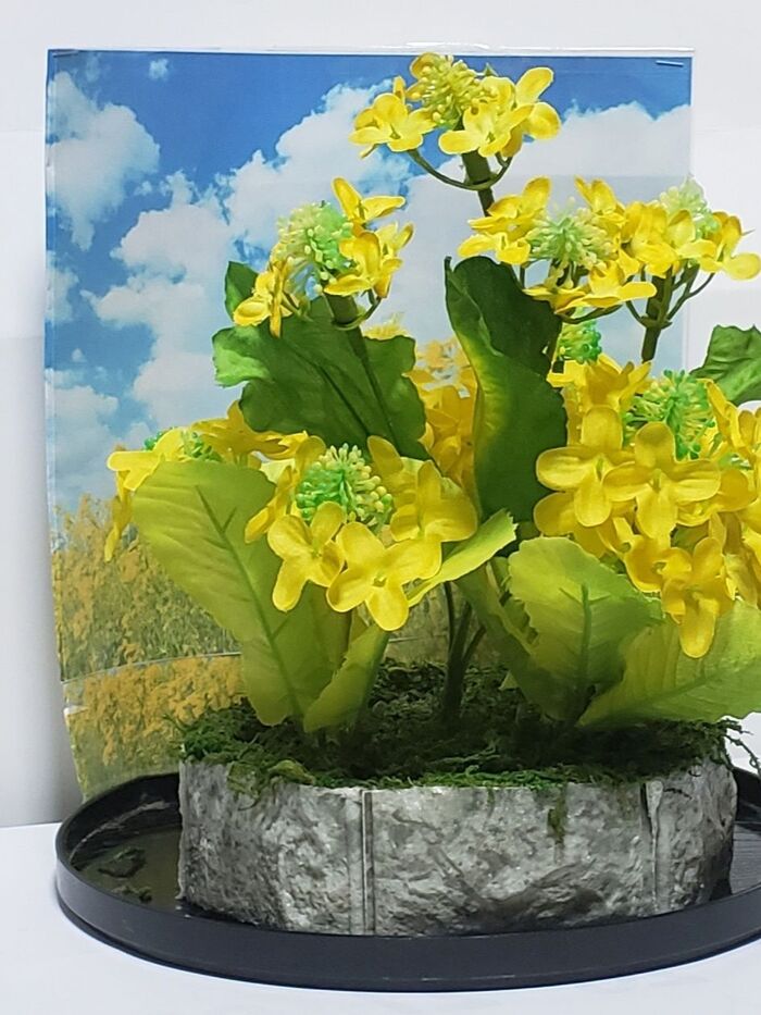 4、菜の花の鉢植えを飾る。